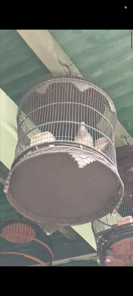 Perkutut Lokal Manggung