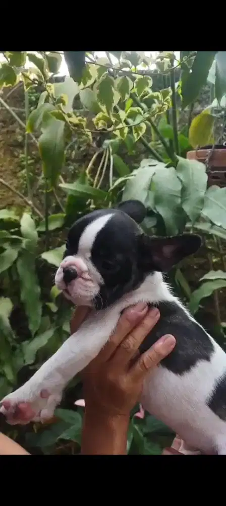 French Bulldog french bulldog