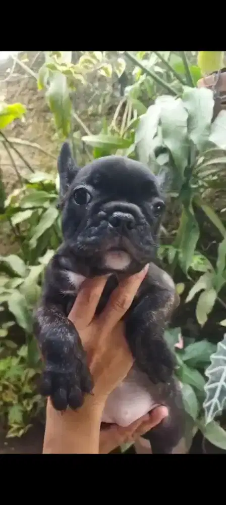 French Bulldog french bulldog