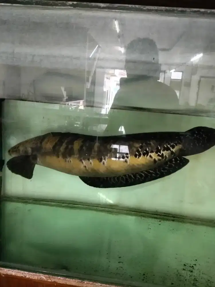 Dijual cepat ,, Channa ,, arwana,, akuarium