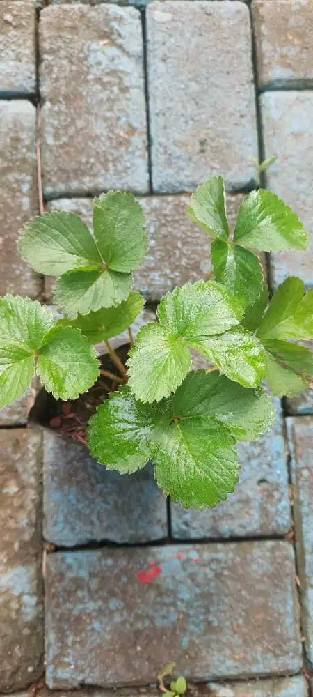 Bibit  strawbery