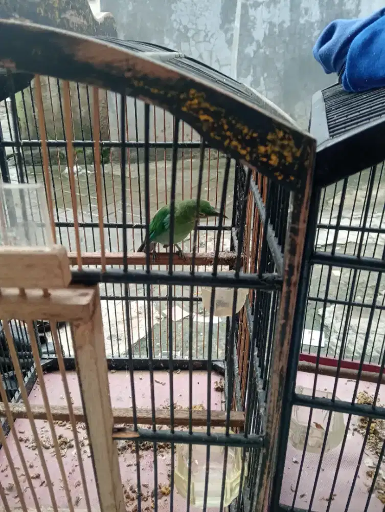 Burung betina sama sangkar