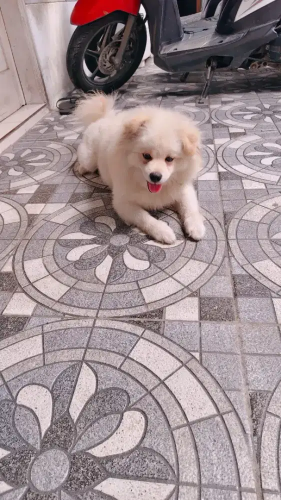 Anjing Pom White
