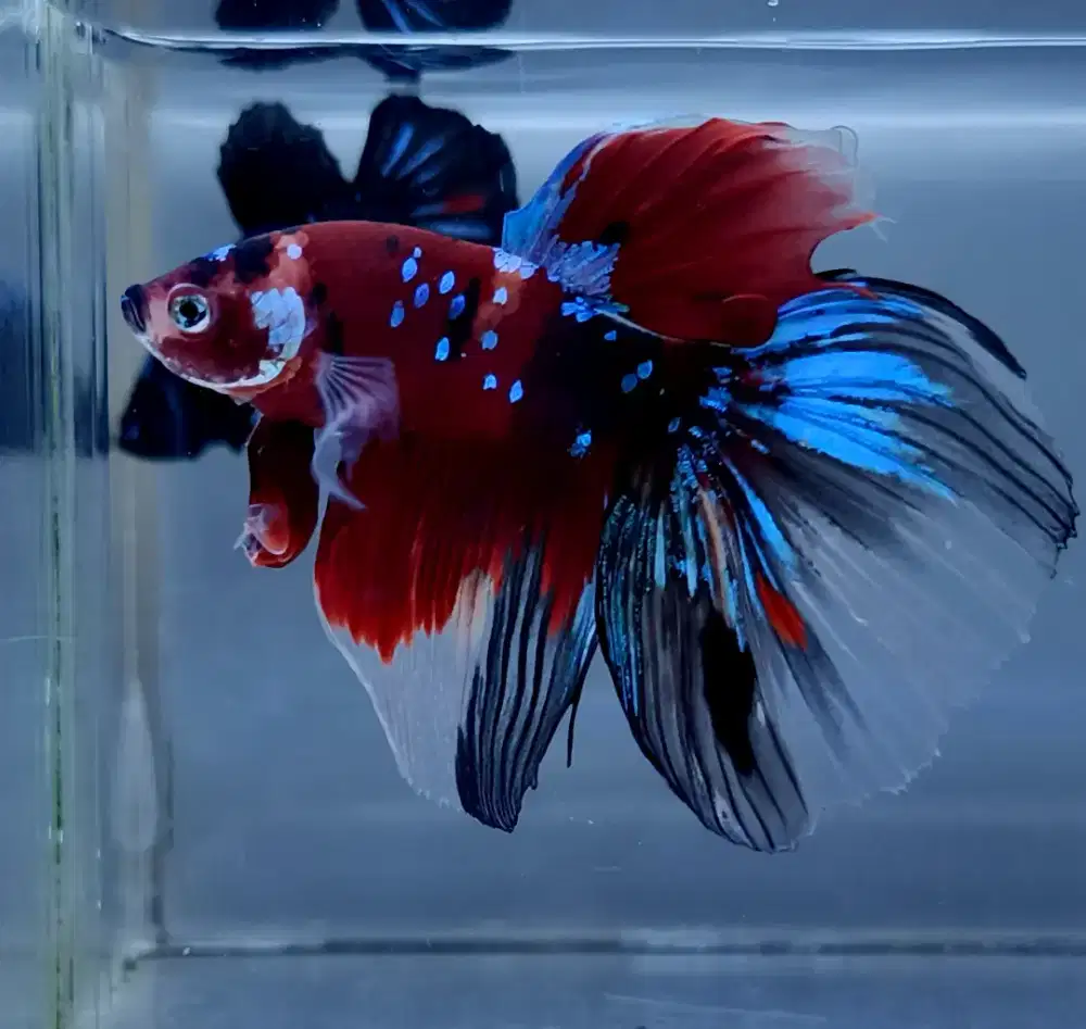 ikan cupang hm red koi galaxy