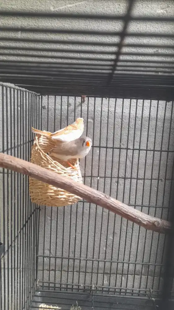 Emprit Jepang vs Zebra Finc