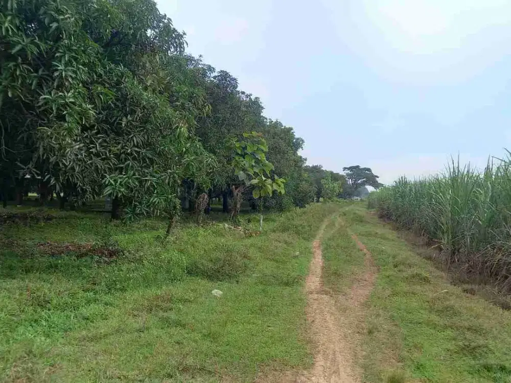Dijual Perkebunan Mangga Gincu Indramayu Jawa Barat