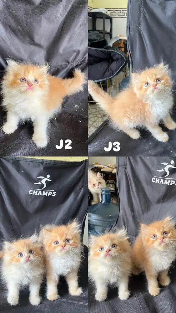 Persia flatnose bulu rimbun