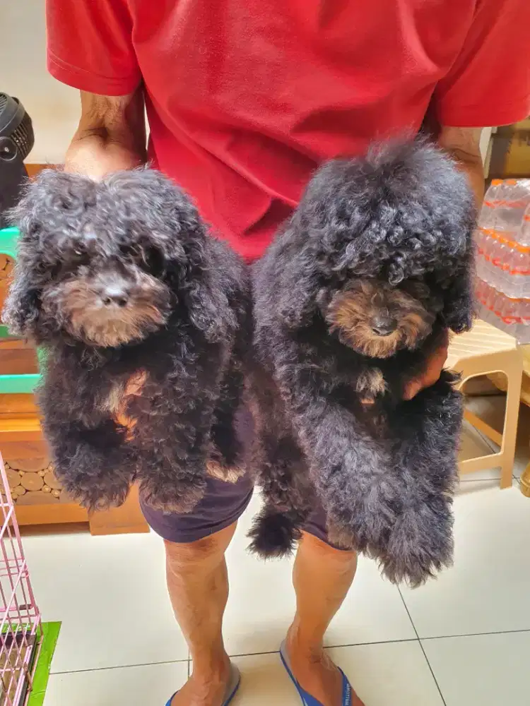 Jual Toy Poodle Dark Silver Jantan