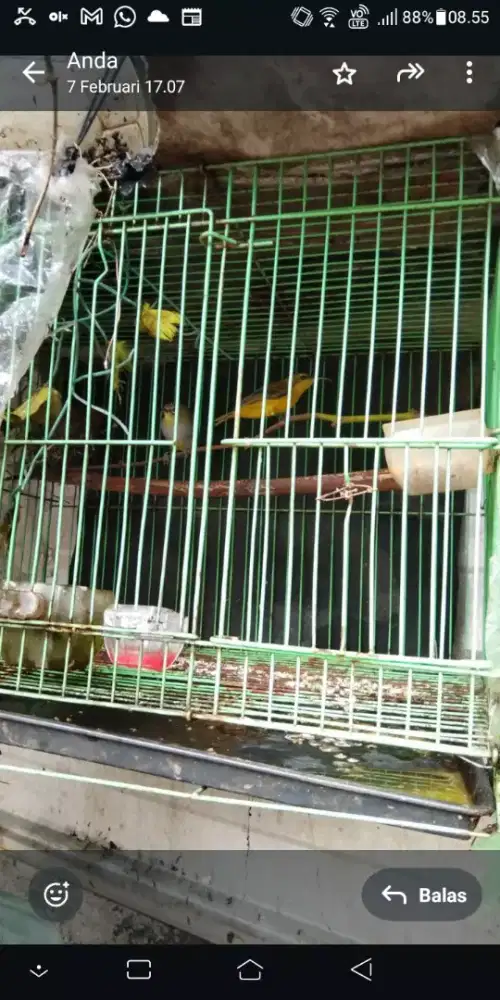 Burung S O G O N betina burja