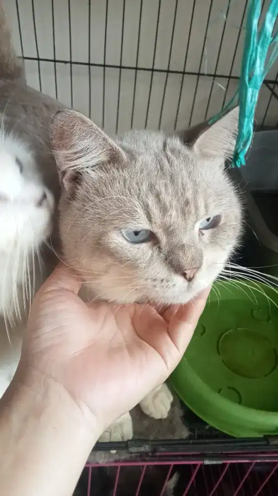 Persia himalaya jantan