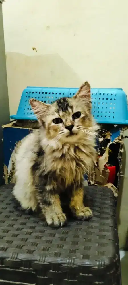 KITTEN PERSIA BETINA