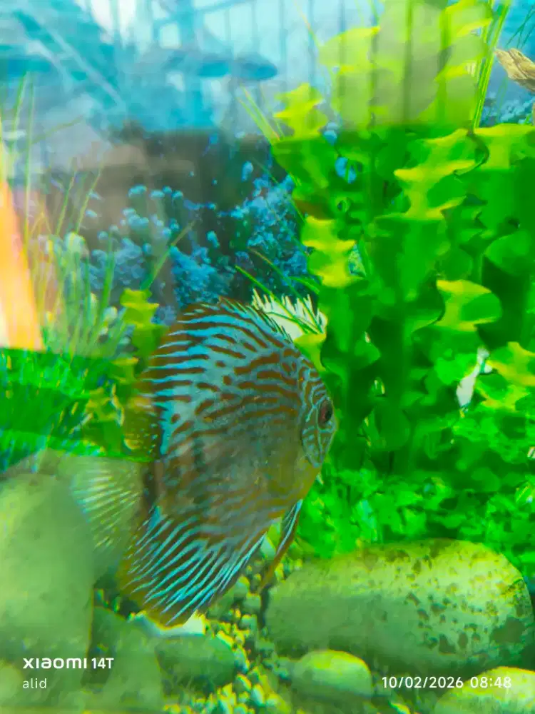 Ikan discus blue turquoise ada jantan betina siap breading