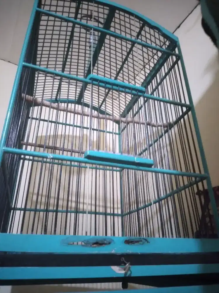 Kandang no 1 tatakan bawah ga ada