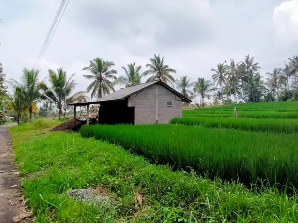 DIJUAL TANAH SAWAH SEGOBANG–LICIN, BANYUWANG