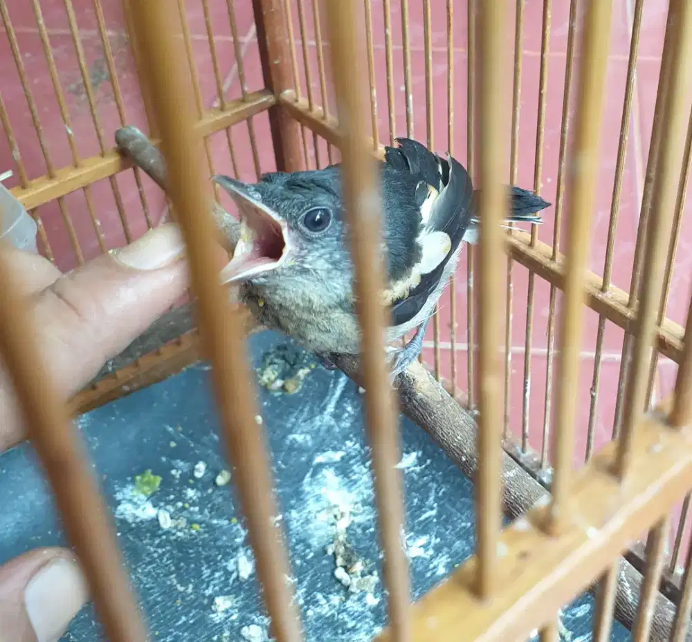 Kacer dada putih jabar masih di loloh