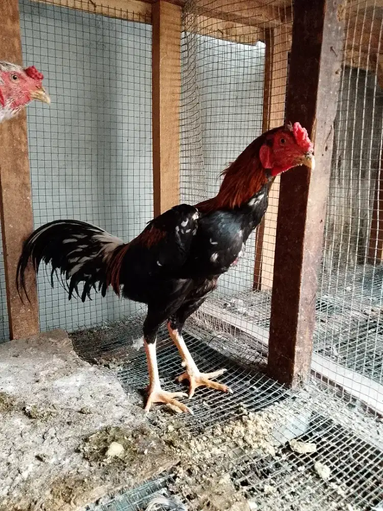 Ayam jago keturunan bangkok