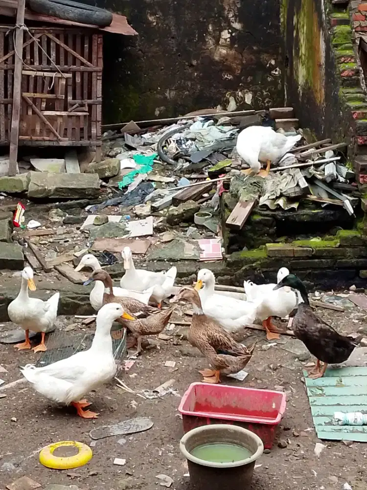 Bebek peking atau pedaging