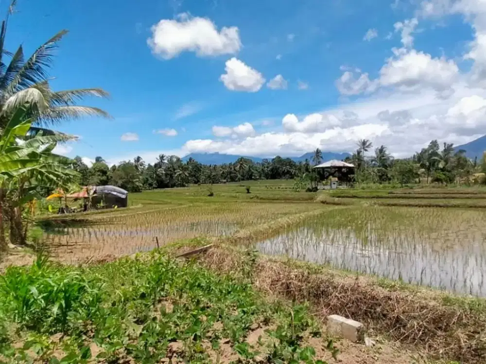DIJUAL TANAH SAWAH SEGOBANG-LICIN, BANYUWANGI