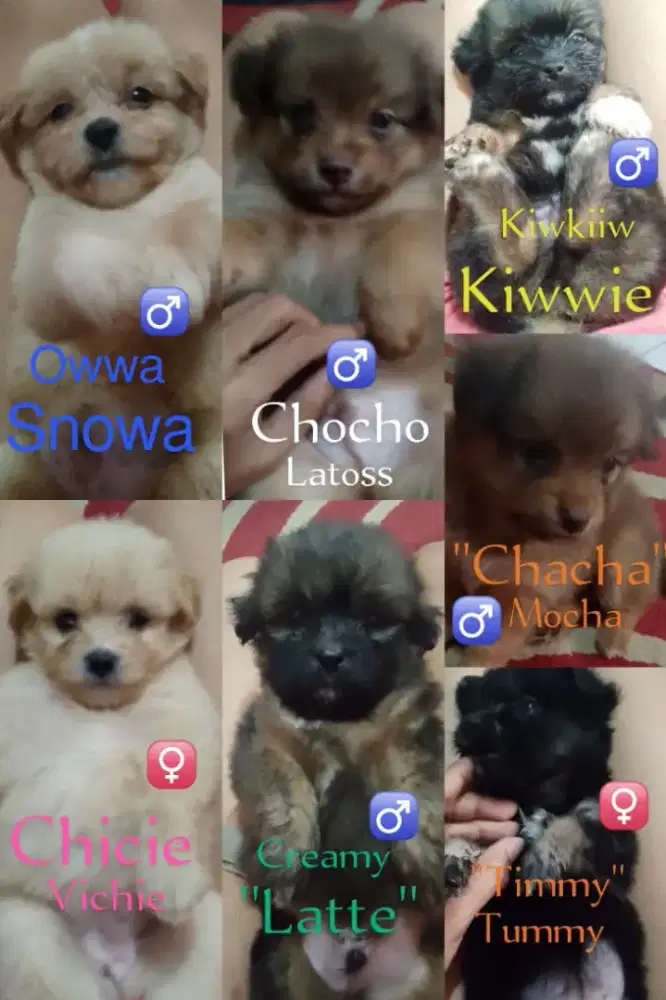 Open adopt puppy toy poodle , toy matipoo.