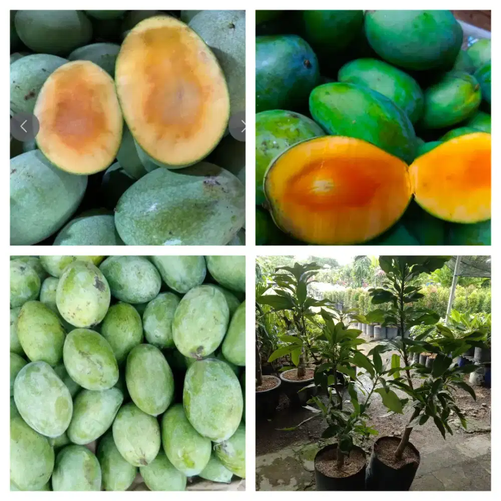 Bibit mangga manalagi cangkokan