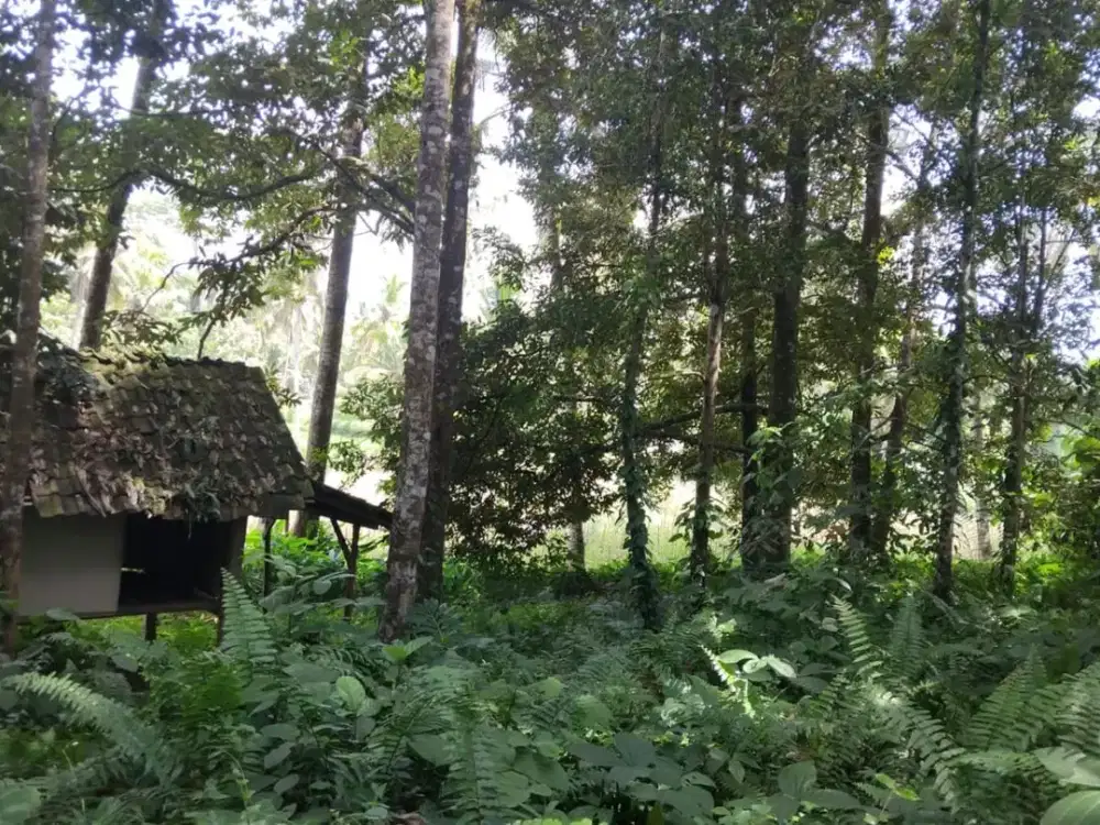 DIJUAL TANAH KEBUN SEGOBANG-LICIN, BANYUWANGI