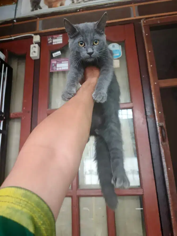 Mix bsh jantan 3,5 bulan