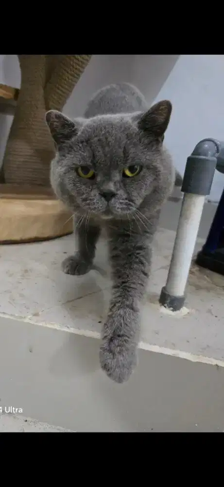 BSH jantan blue solid