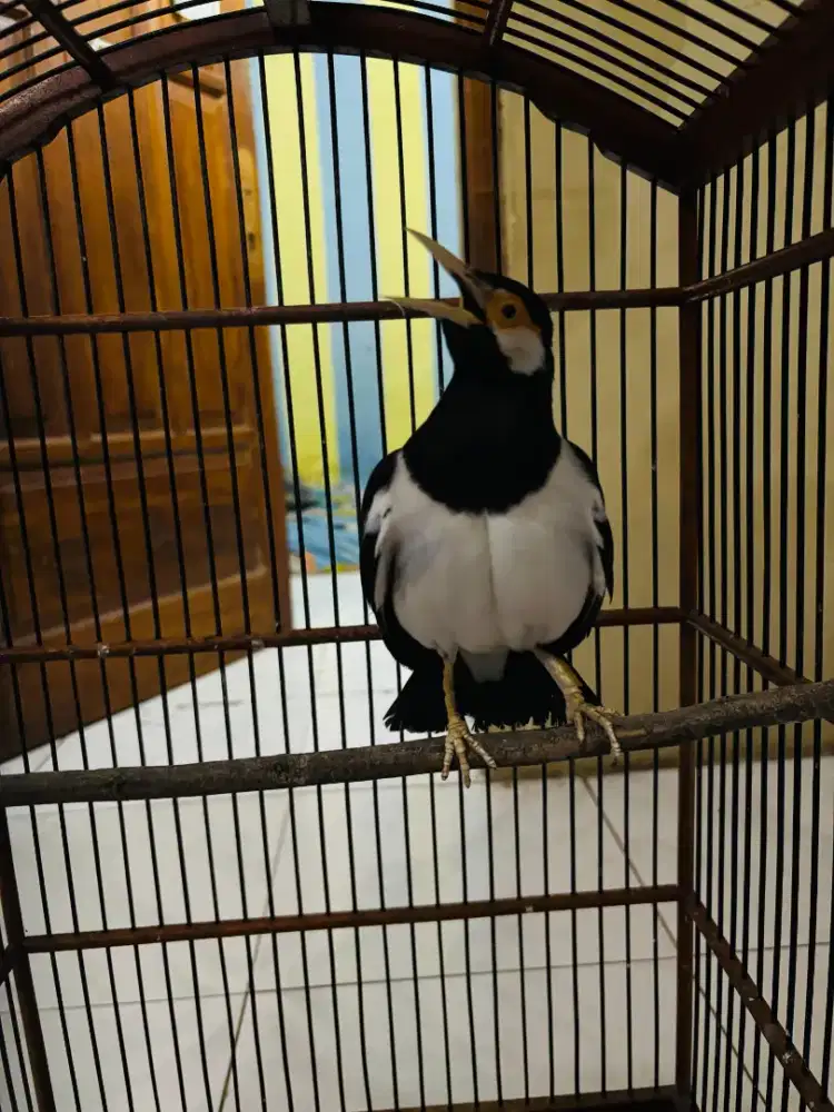 Jalak Suren Jawa Gacor Sudah Mompa Garuda