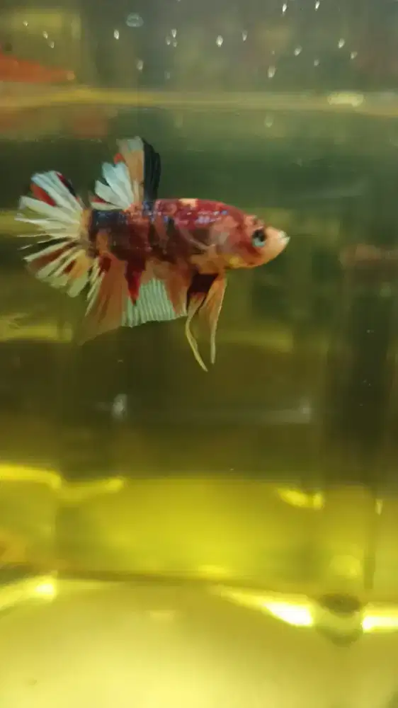 IKAN CUOANG MULTI METALIK