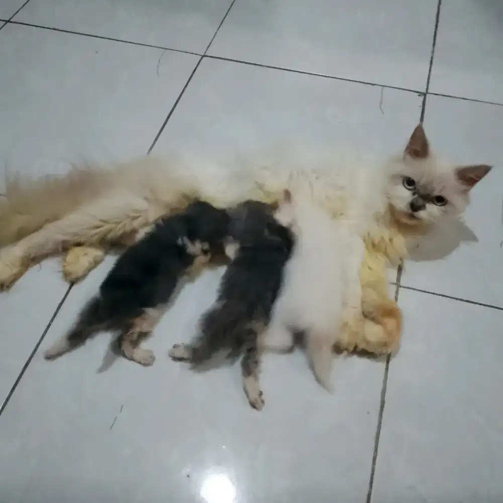 Indukan ragdoll bawa anak