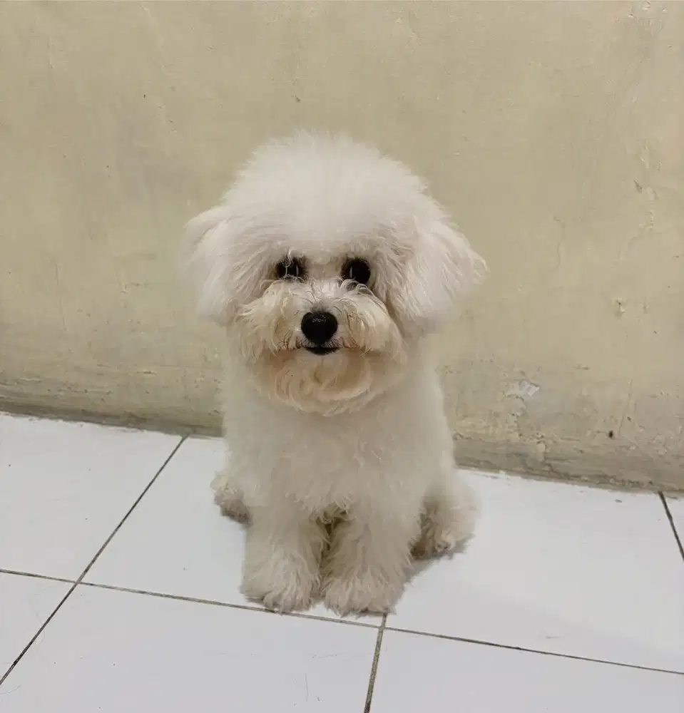 Bichon Frise Female