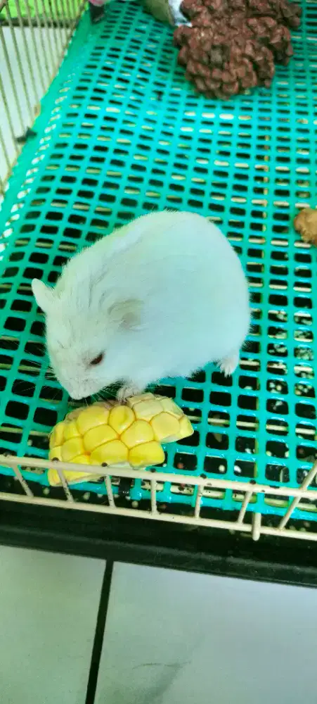 Hamster winter white