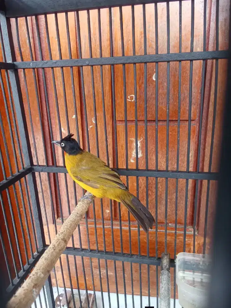 Burung kutilang emas