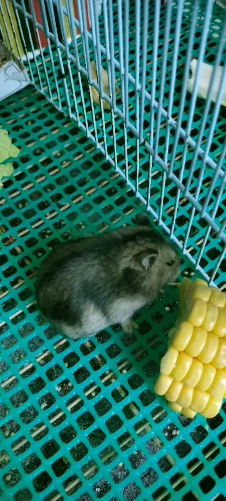 Hamster winter tiger