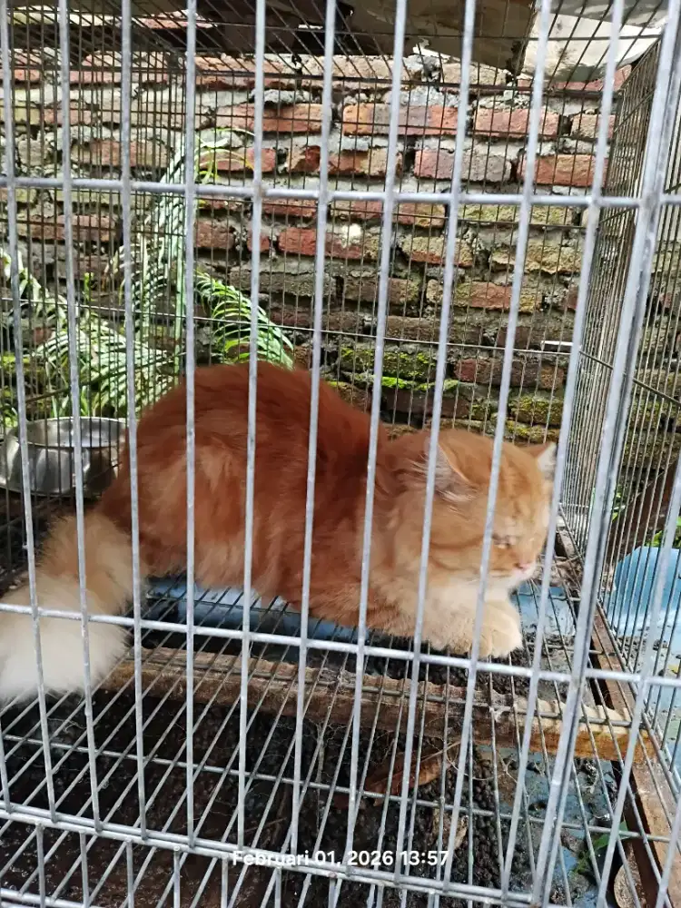 Kucing Persia Jantan Marble