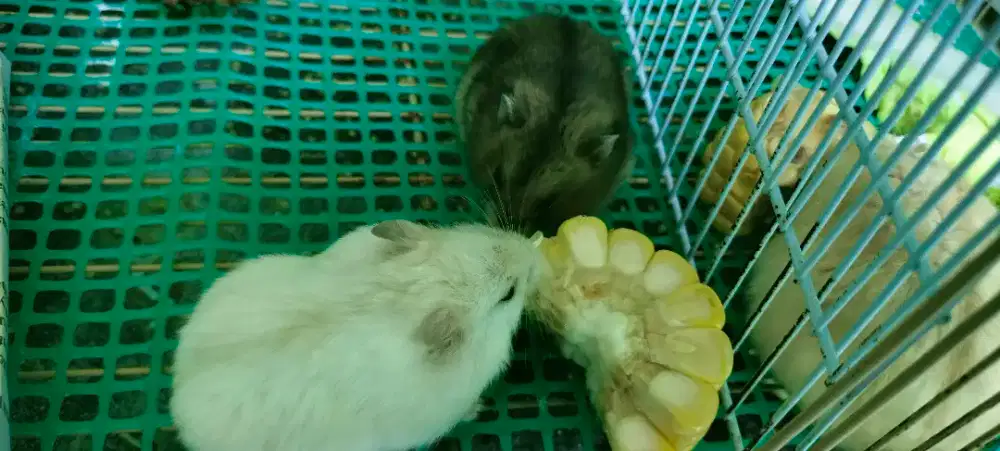 Hamster winter pearl