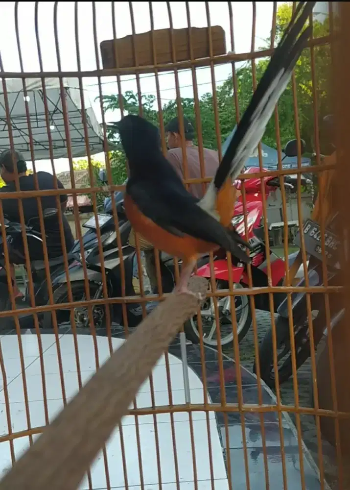 Burung Murai batu Hutan Prestasi kondisi siap