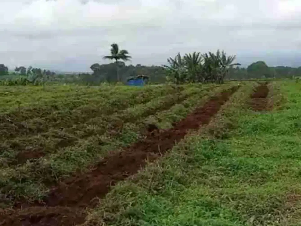 di jual tanah kebun datar shm akses mobil di Sukabumi