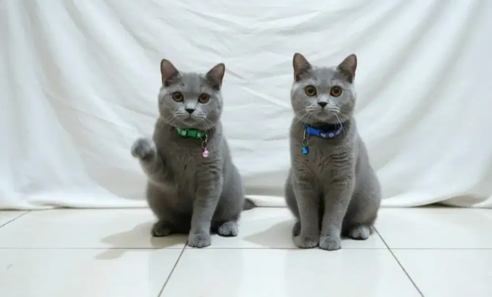 Kitten Kucing BSH non PED