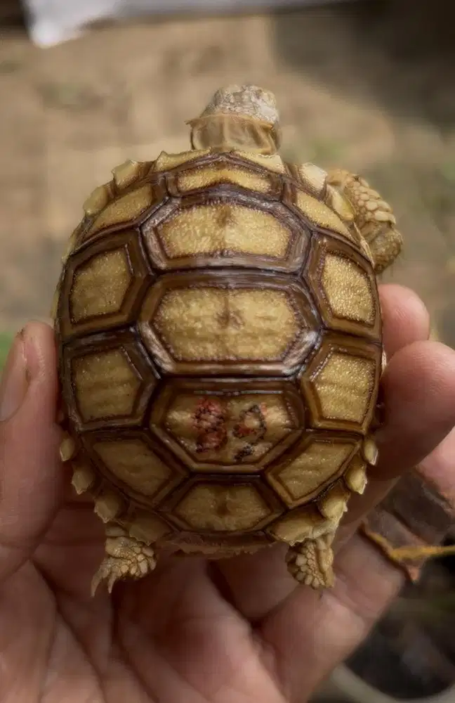 sulcata size 6,5 kinclong kode 0