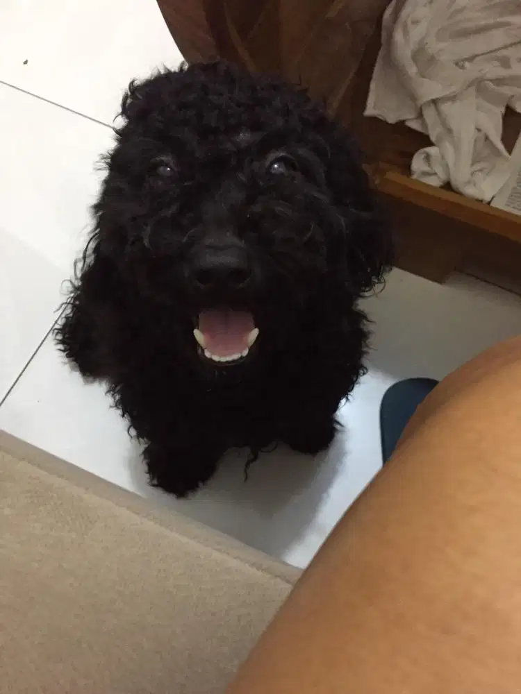 Black Poodle Silahkan