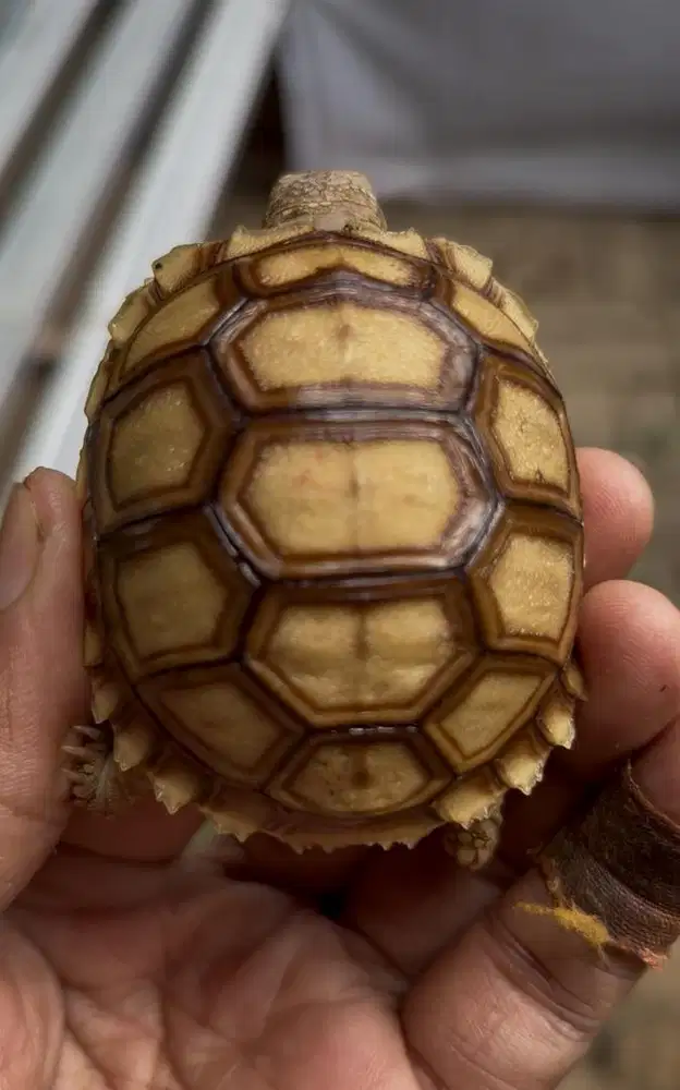 sulcata kinclong kode p1 mulus