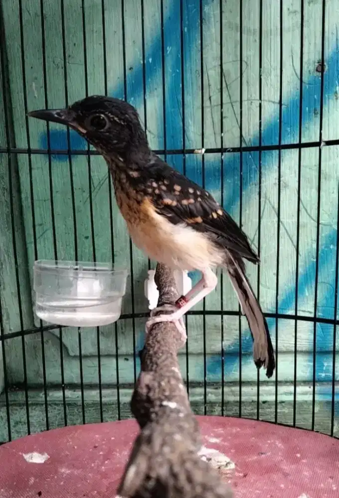 Murai Batu Medan Bahorok Blorok Jantan Badan Gede Super Prospekan