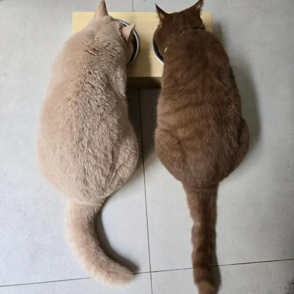 Jual kucing british bersertifikat