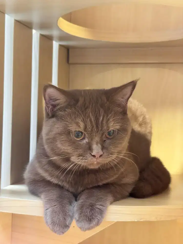 Jual kucing british bersertifikat