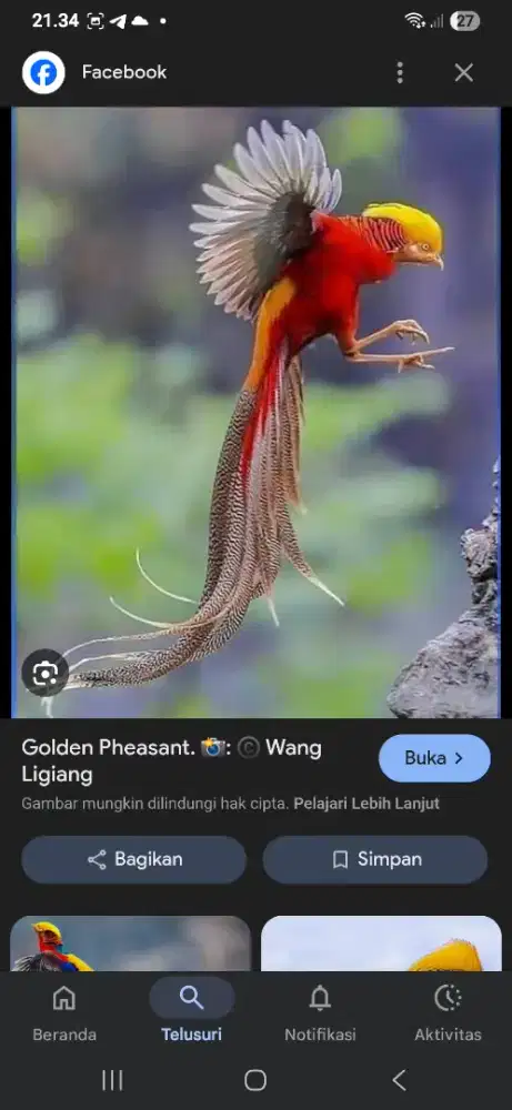 Golden pheasant anakan ready
