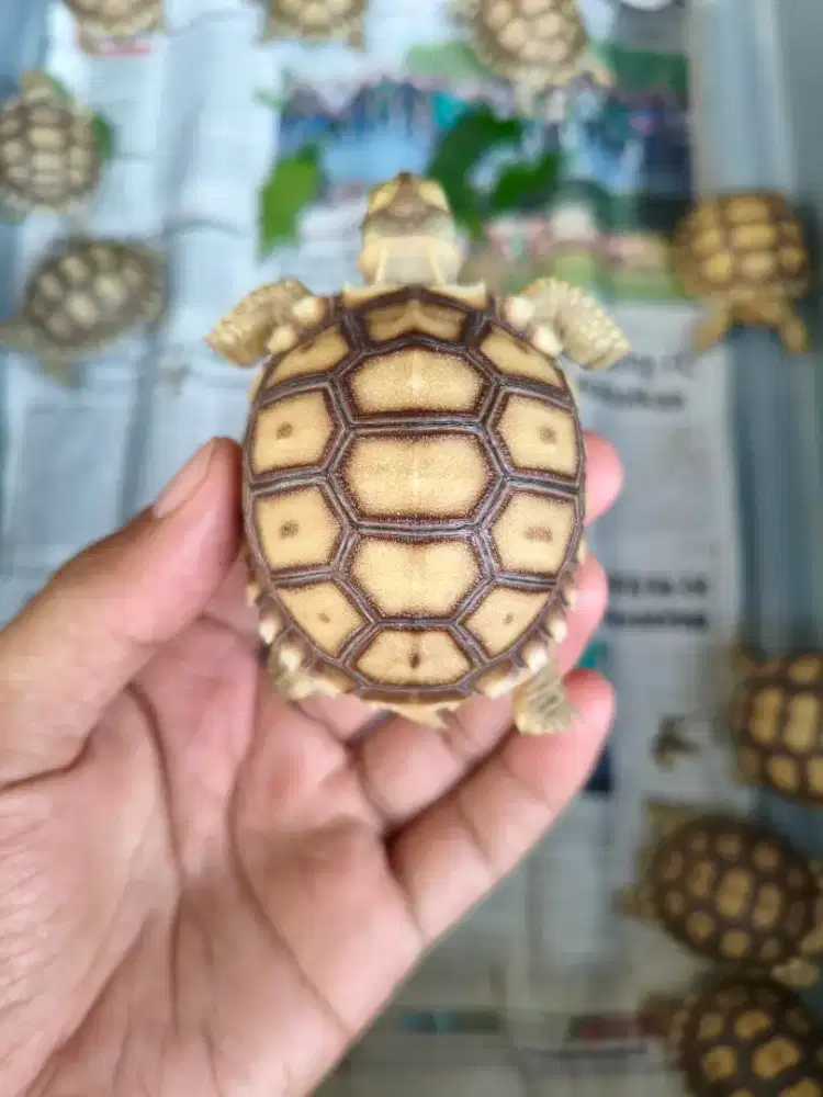Baby sulcata ±6cm