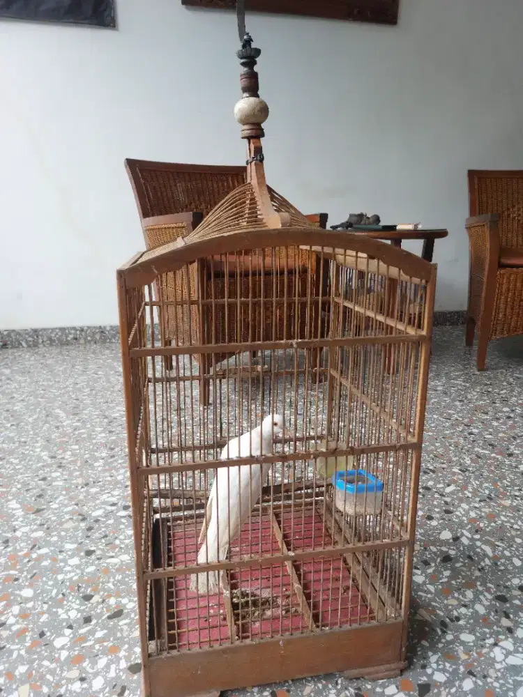 Puter Putih Lutino Gacor Kandang Cakep Pamulang