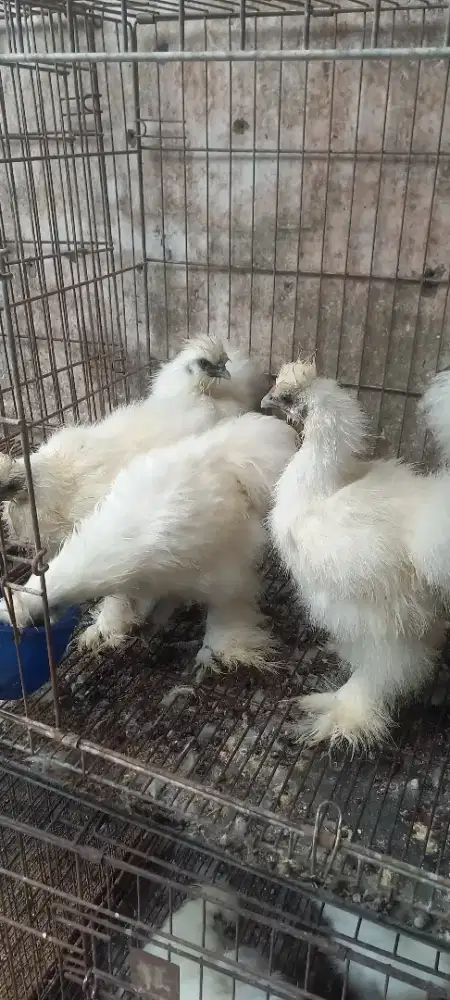 Ayam america silky perekor