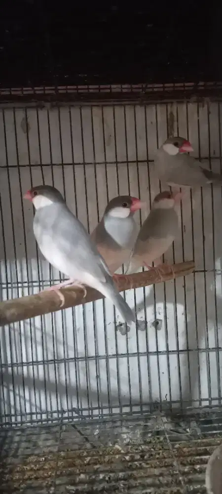 Burung gelatik silver 4ekir